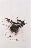 藏品(擬刺邊小金髮苔)的圖片